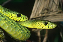 Two Western green mambas {Dendroaspis viridis} captive, found in West Africa