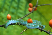 Temple pitviper on branch {Tropidolaemus wagleri} Lanjak-Entimau WS, Sarawak, Borneo