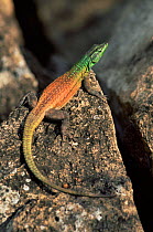 Colourful Common flat lizard {Platysasurus sp} Zimbabwe, Southern Africa