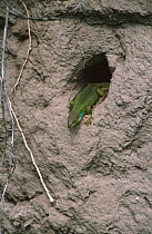 Balkan green lizard {Lacerta trilineata} coming out of Bee eaters nest in sand bank, Lesvos, Greece