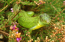 Green lizard {Lacerta viridis} West Europe, captive