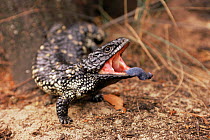 Adult Shingleback lizard threat display {Trachydosaurus rugosus} Grampians NP Australia Victoria