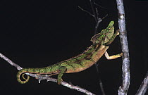 Horned spiny-backed chameleon (Furcifer antimena) Spiny Forest, Ifaty, Madagascar