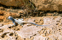 Sinai agama lizard {Pseudotrapelus sinaitus} Al Ansab, Oman