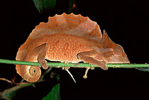 Mountain chameleon asleep {Chamaeleo montium} Cameroon
