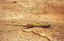 Multicoloured lizard {Platysaurus sp} Matobe NP, Zimbabwe