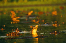 Jacare caiman bellowing (subsonic boom communication) (Caiman crocodilus yacare) Pantanal, Brazil