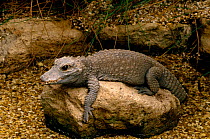 West African dwarf crocodile {Osteolaemus tetraspis}