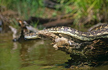 Carpet python on log in pond {Morelia spilota variegata} captive, USA