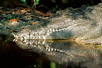 Head portrait of American crocodile {Crocodylus acutus} Florida, USA