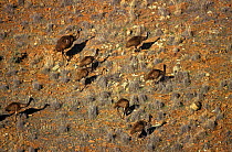 Aerial view of Emu family group {Dromaius novaehollandiae}  North Flinders Range, S Australia