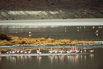 Andean flamingoes {Phoenicoparrus andinus} Laguna Hedionda, SW Bolivia