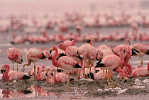 Andean flamingoes nesting colony {Phoenicoparrus andinus} Laguna Colorada, SW Bolivia