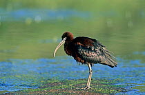 Glossy ibis wading {Plegadis falcinellus} Lesbos, Greece