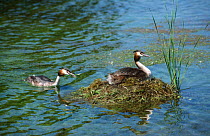 Great crested grebe brings nest material {Podiceps cristatus} UK
