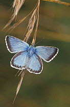 Chalkhill blue butterfly {Polyommatus coridon} UK
