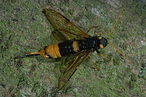 Giant woodwasp {Sirex gigas} showing sting, UK