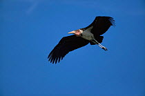 Marabou stork {Leptoptilos crumeniferus} in flight, Kruger NP, South Africa.