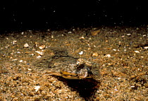 Flounder on seabed {Pleuronectidae} New England, USA
