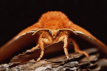 Io moth {Automeris io} Florida, USA