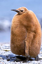 King penguin 1 year chick with warm down feathers {Aptenodytes patagoni} South Georgia