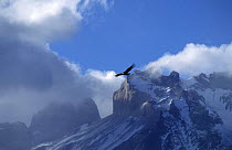 Andean condor (Vultur gryphus) in flight over Torres del Paine NP, Chile