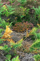 Nightjar camouflaged on nest {Caprimulgus europaeus} heathland, Sussex, UK