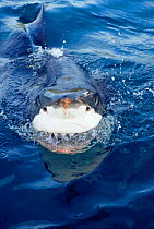 Great white shark at surface {Carcharodon carcharias} South Australia