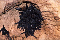 Greater spear nosed bat harem {Phyllostomus hastatus} inside Limestone cave, Trinidad