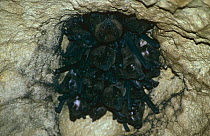 Greater spear nosed bat harem {Phyllostomus hastatus} limestone cave, Trinidad