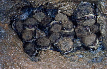 Little brown bats hibernating {Myotis lucifugus} Branford, Connecticut, USA