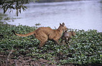 Wild female Puma (Felis concolor) with Capybara (Hydrochoerus hydrochaeris) kill, Llanos, Venezuela, South America