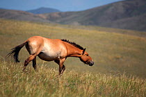 Przewalski Horse {Equus ferus przewalski} reintroduced to  Mongolia steppe, Hustain Nuruu