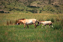 Przewalski Horse mare & foal {Equus ferus przewalski} Mongolia steppe. Reintroduced Hustain Nuruu