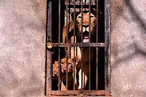 Asiatic / Gir lion & cubs at cage door, zoo, India {Panthera leo persica)