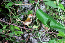 Long tailed tailorbird {Orthotomus sutorius} male takes material to line nest inside leaf that it has stitched together, India