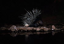 White tailed / Indian porcupine at night by water  {Hystrix indica} India