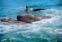 Grey whale mother lifts calf to protect from Killer whale attack. Monterey, CA, USA