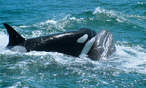 Killer whale / Orca {Orcinus orca} attacks Grey whale calf {Eschrichtius robustus} California, USA