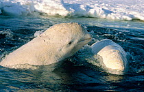 Beluga whales caught in ice hole wounded from Polar bear attack. Canadian high arctic. June 1999