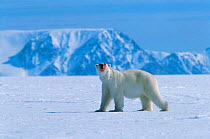 Polar bear {Ursus maritimus} with bloody nose after feeding on Beluga whale carcass. Canadian High Arctic. June 1999