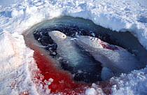 Beluga whales trapped at ice hole and injured by Polar bear attack. Canadian High Arctic.