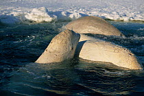 Beluga whale trapped in ice hole injured in Polar bear attack. Canadian High Arctic