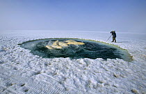 Doug Allan filming Beluga whales (Delphinapterus leucas) caught in ice hole in Canadian high Arctic,  June 1999