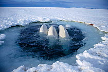 Beluga whales trapped at ice hole {Delphinapterus leucas} too far away to reach open sea, Canadian High Arctic. June 1999
