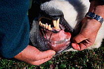 Close-up of unique identifying tatoo inside lip of tranquilised Polar bear {Ursus maritimus} Canada. 2001