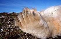 Close-up of male Polar bear paw {Ursus maritimus} Hudson Bay, Canada, September 2001
