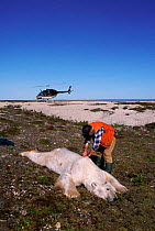 Researcher Ian Stirling examines tranquilised male Polar bear {Ursus maritimus} Hudson Bay, Canada. September 2001