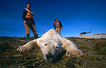 Researchers with tranquilised male Polar bear {Ursus maritimus} Hudson Bay, Canada