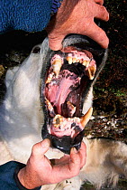 Researcher examines male Polar bear teeth, incisors broken in fight. September 2001